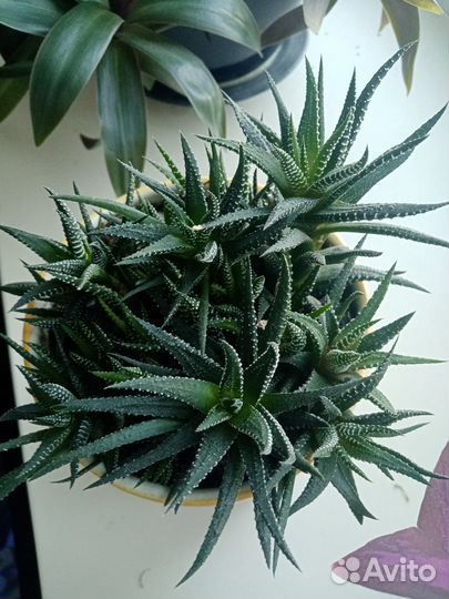 Монстера и другие комнатные цветы