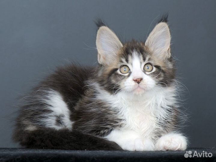 Котята породы майн-кун