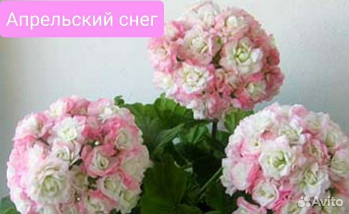 Герань пеларгония розебудная королевская