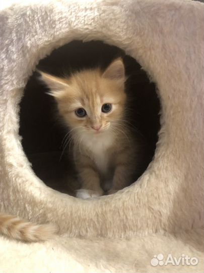 Домашние, рыжие котята