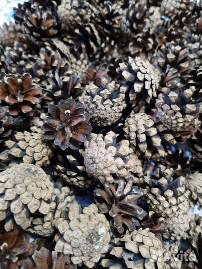 Шишки сосновые