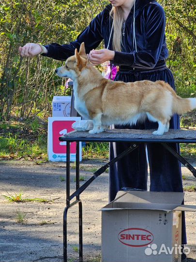 Щенок вeльш корги пемброк