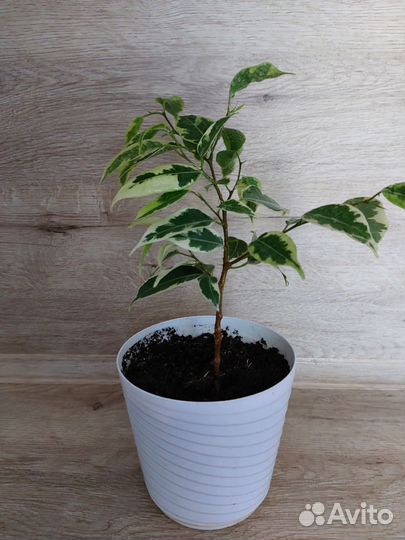 Бенджамина саманта