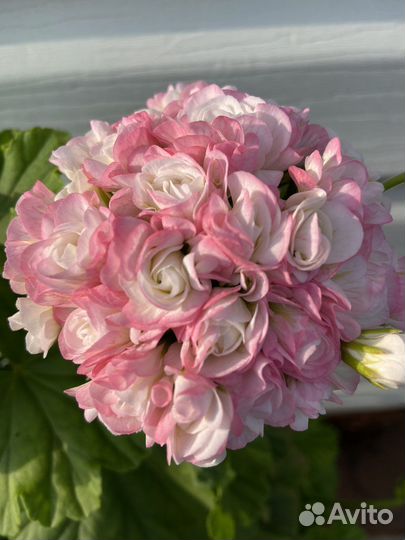 Пеларгония герань