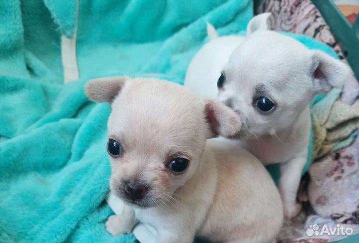 Щенок чихуахуа девочка гладкошерстные
