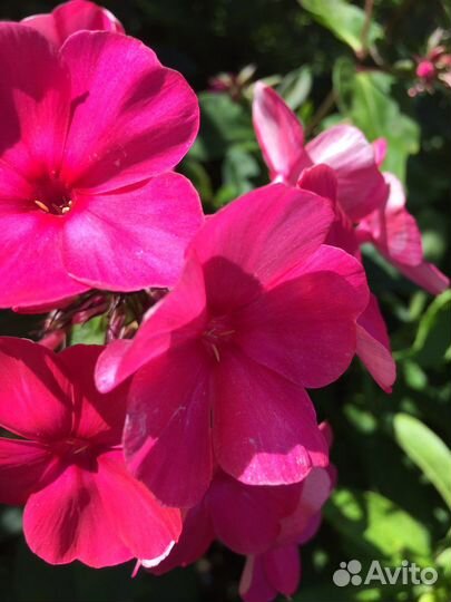 Флоксы, гипсофила. Неприхотливые многолетники