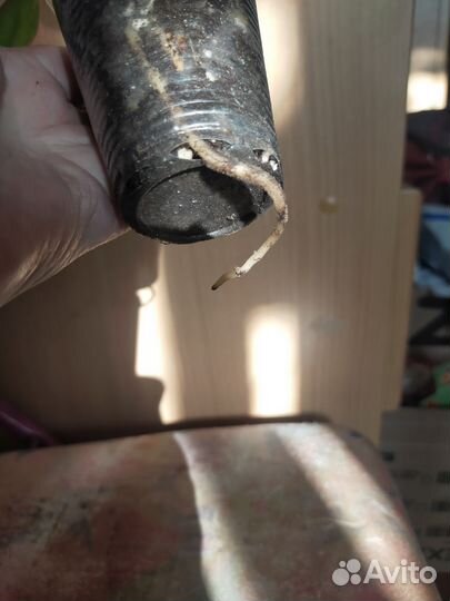 Аглаонема Крит.Аглаонема зелёная