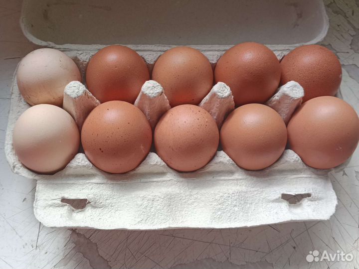 Домашние куриные и перепелиные яйца