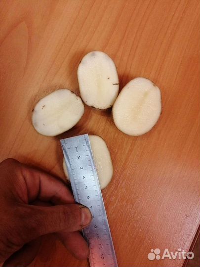 Картофель 2023