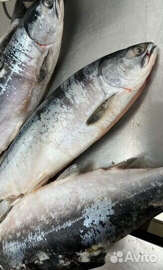 Горбуша стейк вакуум