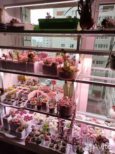 Суккуленты эхеверии крассулы