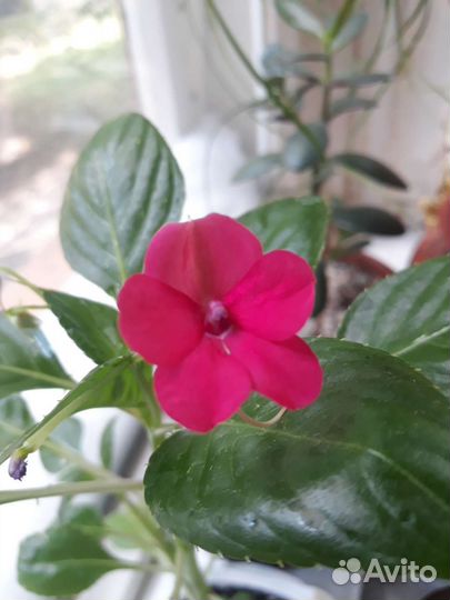 Бальзамин ванька мокрый