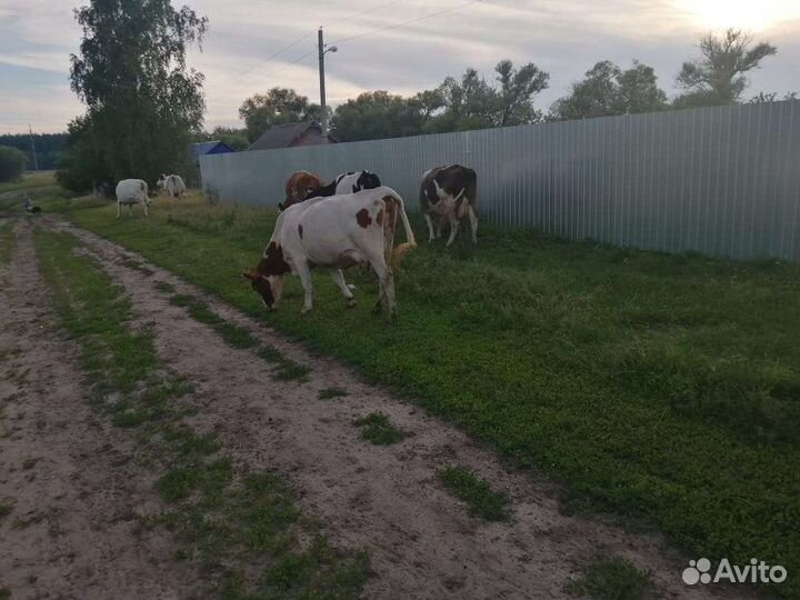 Коровы дойные молочные