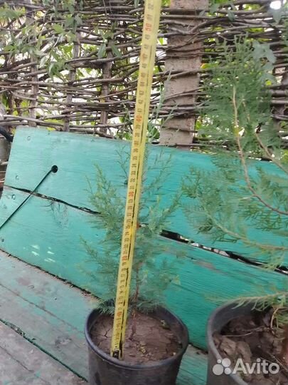 Можжевельник виргинский