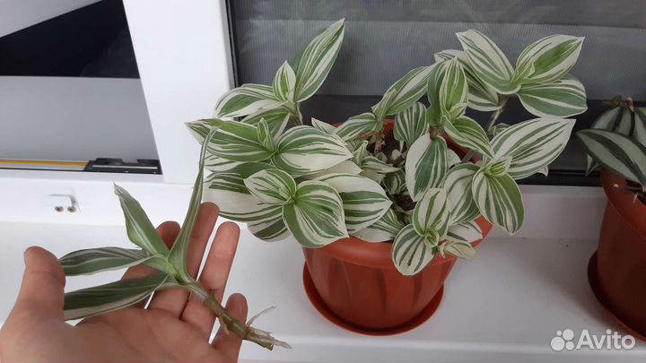 Комнатные цветы