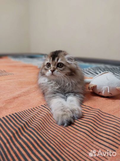 Шотландский котик