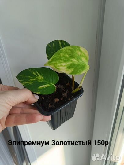 Эпипремнум