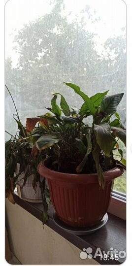 Спатифилум взрослый