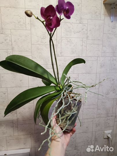 Орхидея фаленопсис