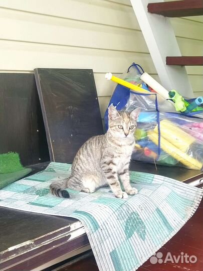 Котята 5 месяцев