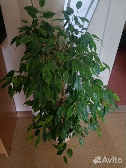 Комнатные цветы