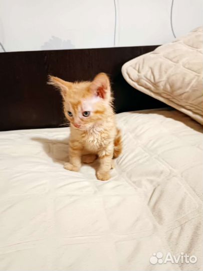 Котенок рыжая кошечка