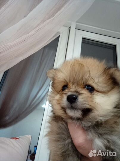 Немецкий шпиц