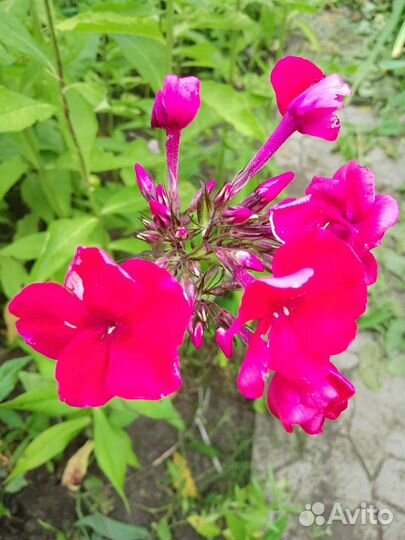 Флоксы во всем многообразии