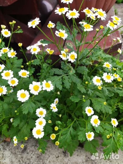 Девичья ромашка (пиретрум девичий)