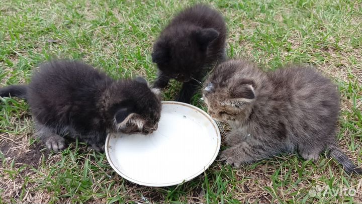 Котята в добрые руки даром