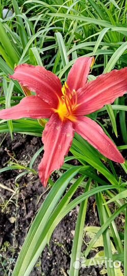 Лилейники сортовые, жёлтые и красные