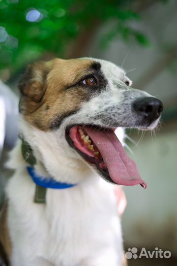 Умница Лолита мечтает о доме