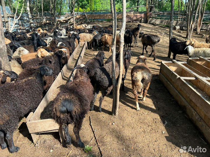 Овцы, бараны, ягнята,козы