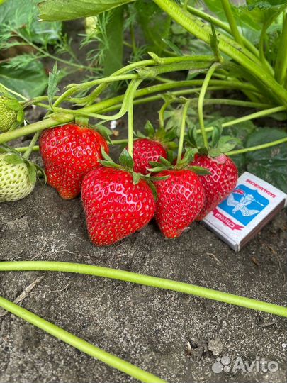 Саженцы клубники Ания (ремонтантная )