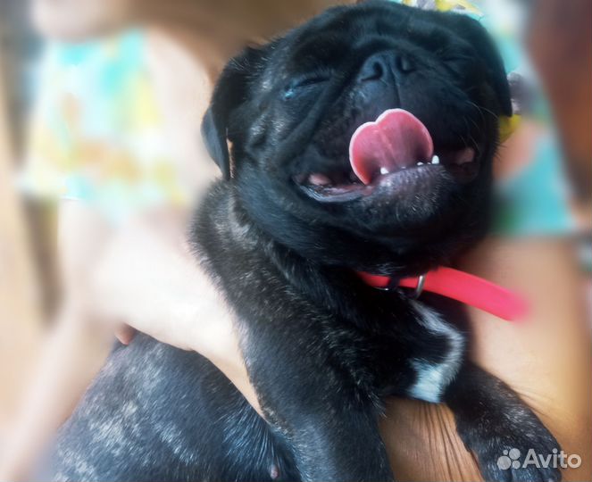 Черный мопс