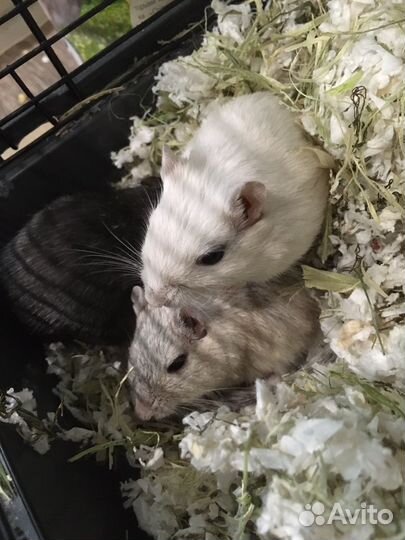 Песчанка бесплатно