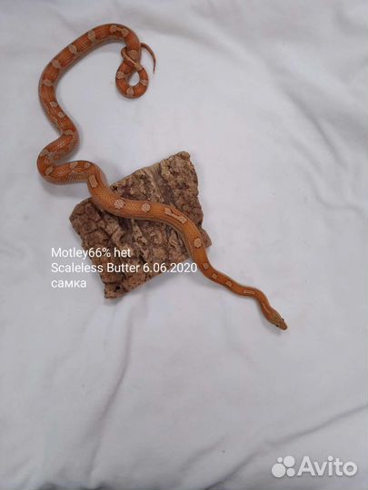 Змея маисовый полоз