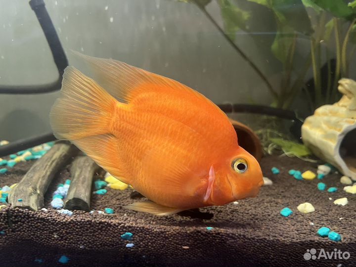 Рыба попугай