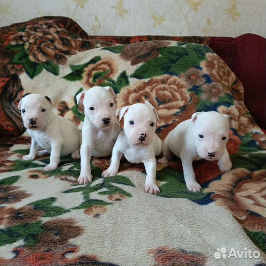 Щенки амстаффа