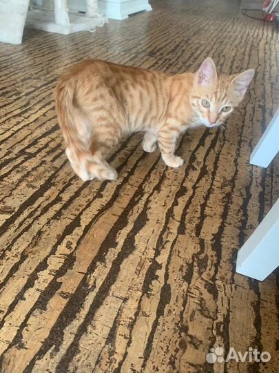 Котята мальчики