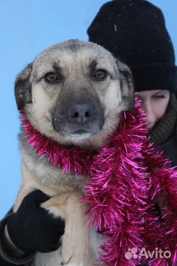Молодая красивая собака Октавия в добрые руки