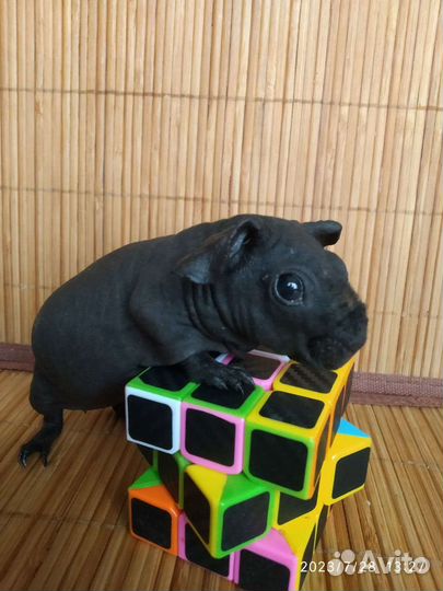 Бронь. Морская свинка Скинни. Миниатюра