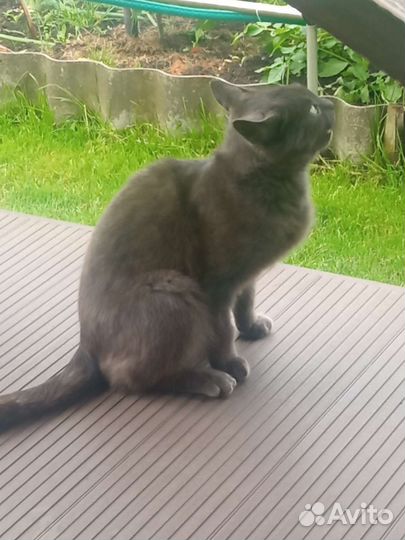 Кошки