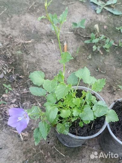 Колокольчик карпатский