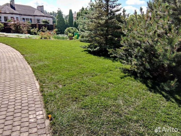 Качественный газон эконом