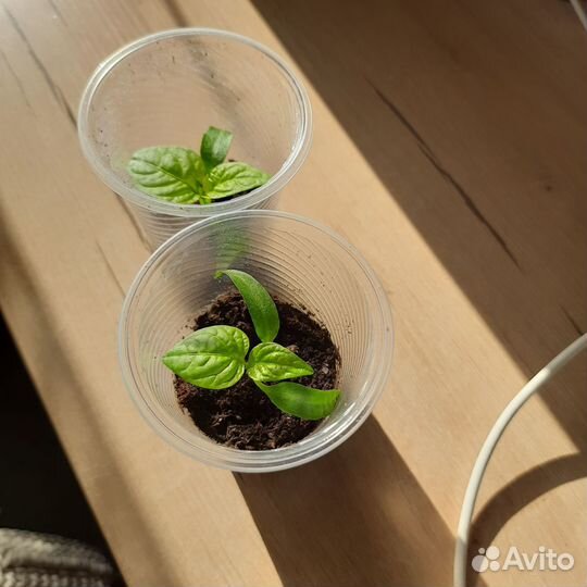 Рассада огурцы и перцы