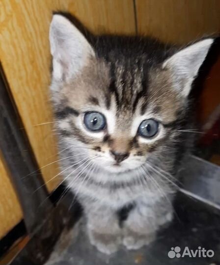 Котята ласковые и приученные к лотку в дар