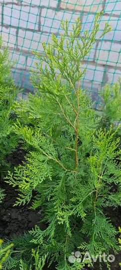 Туя западная желтокончиковая (саженцы)