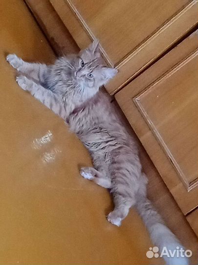 Кошка в дар