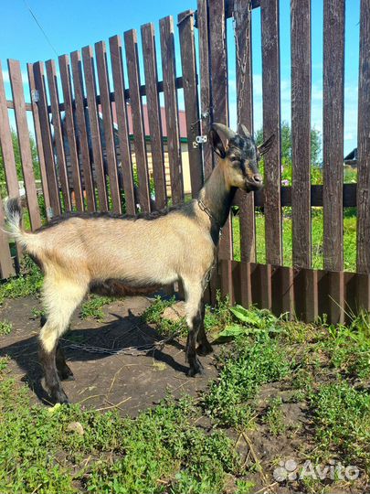 Альпийский козлик